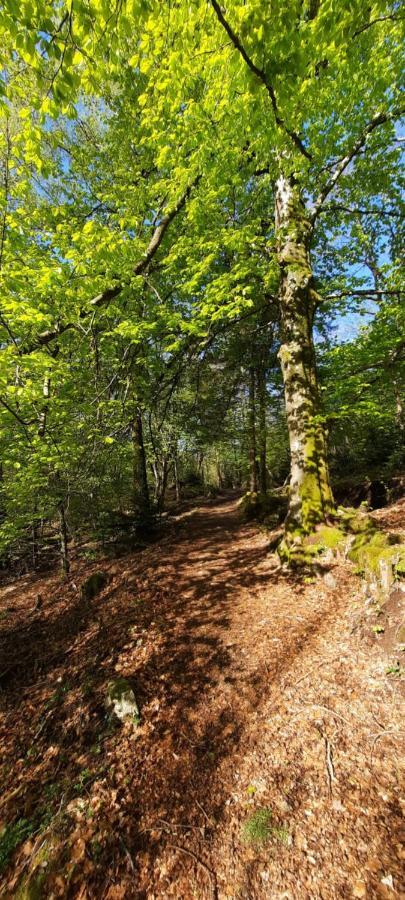 Gite Des 3 Jonquilles Saint-Maurice-sur-Moselle Kültér fotó